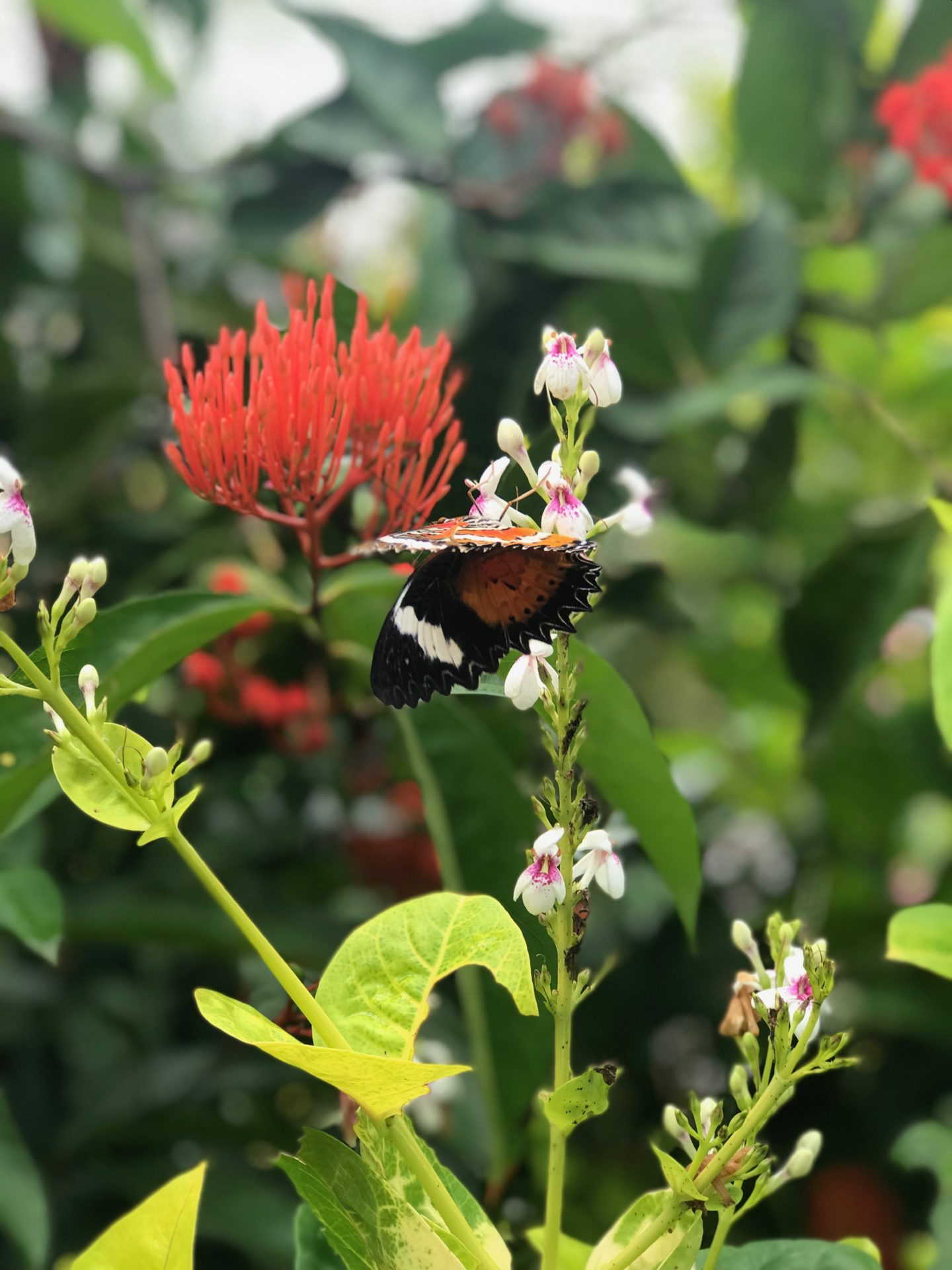 Kemenuh Butterfly Park