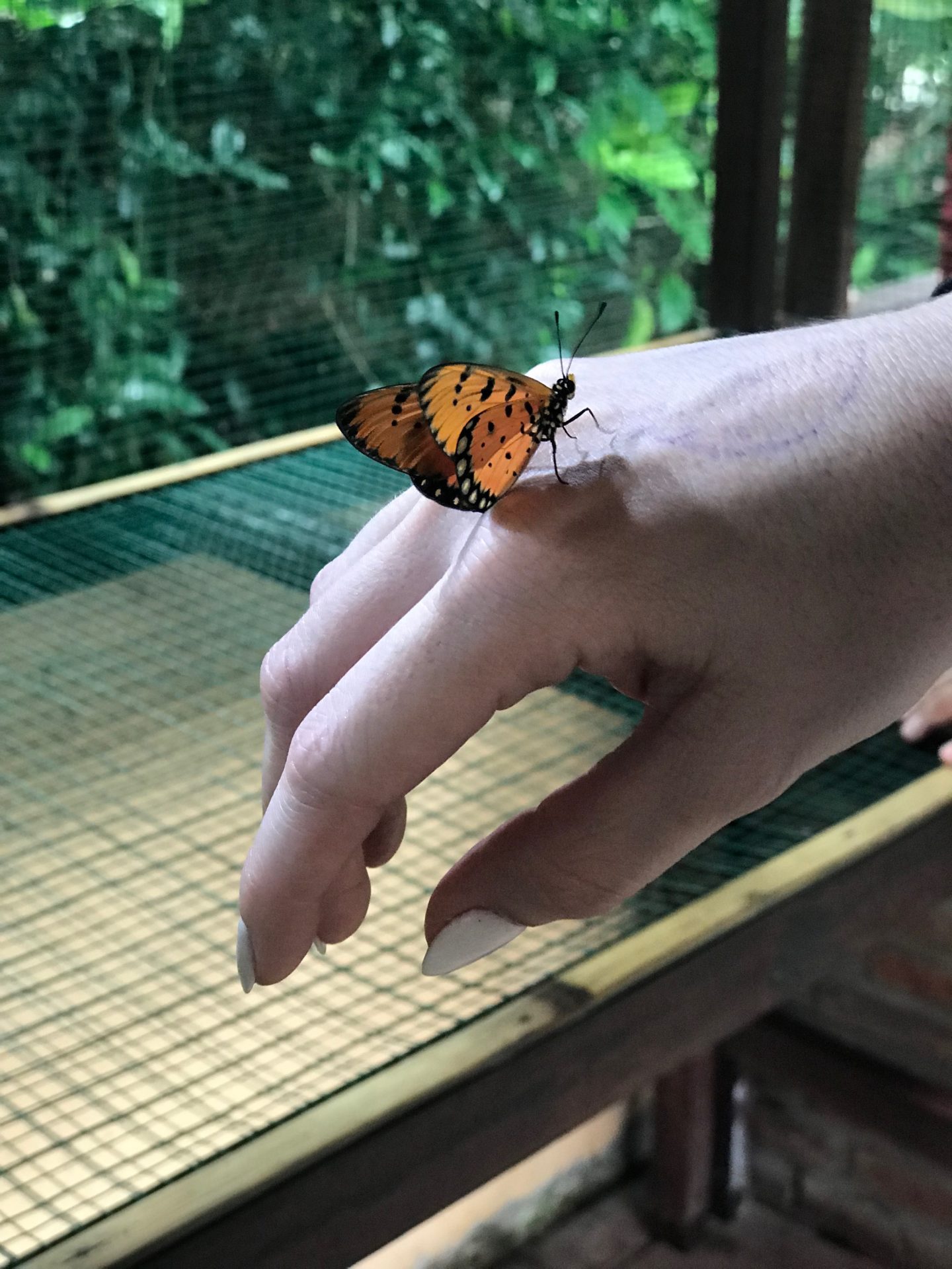 Kemenuh Butterfly Park