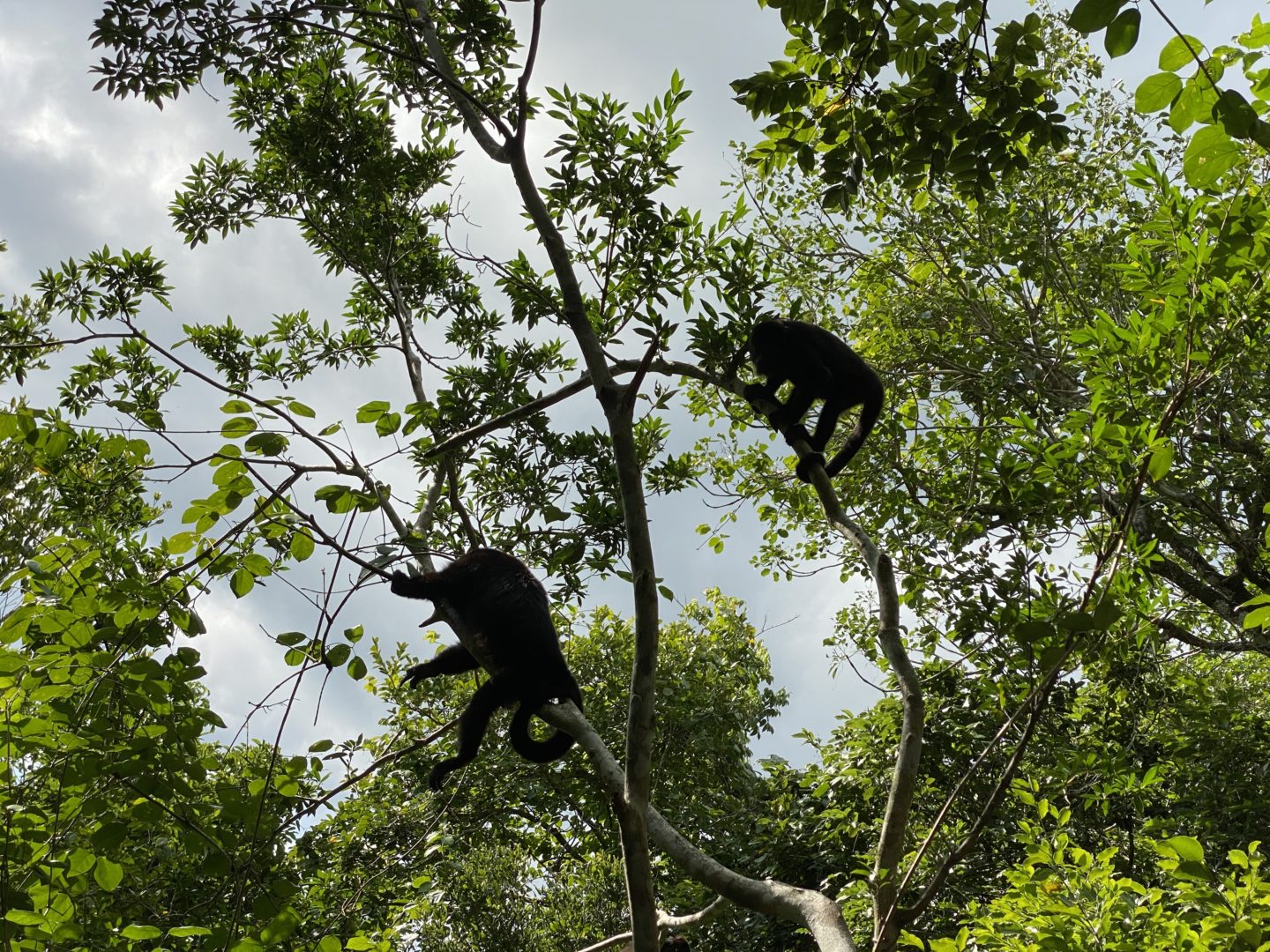 PUNTA LAGUNA MONKEY RESERVE