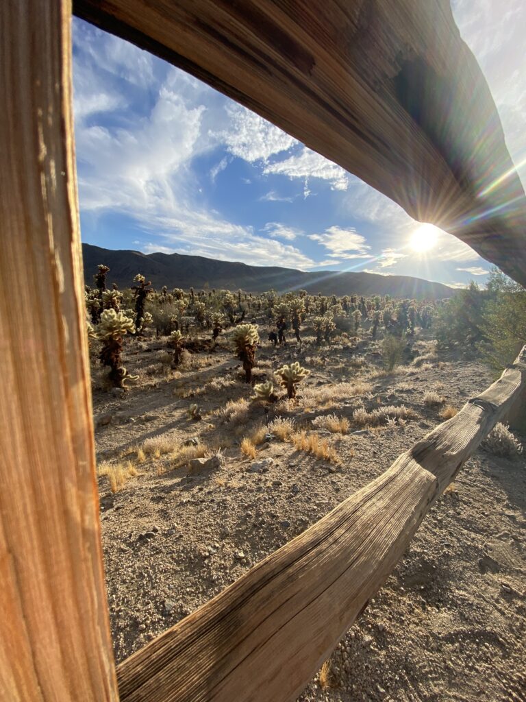 Hiking Joshua Tree Cholla Cactus Garden 